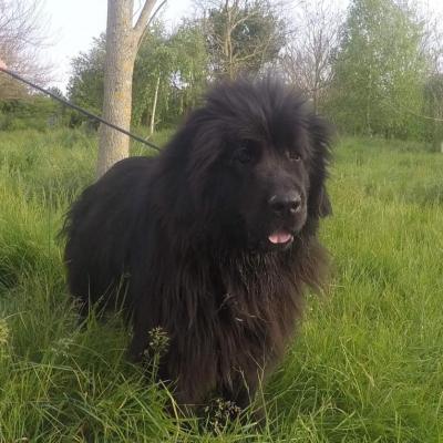 OZZY recherche parrain ou famille