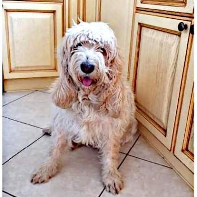 PAMELA recherche parrain ou famille